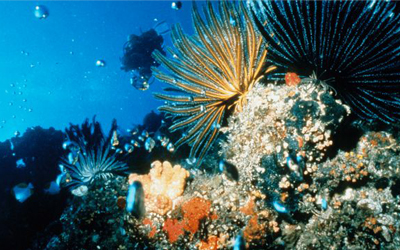 معمل المنتجات الطبيعية البحرية