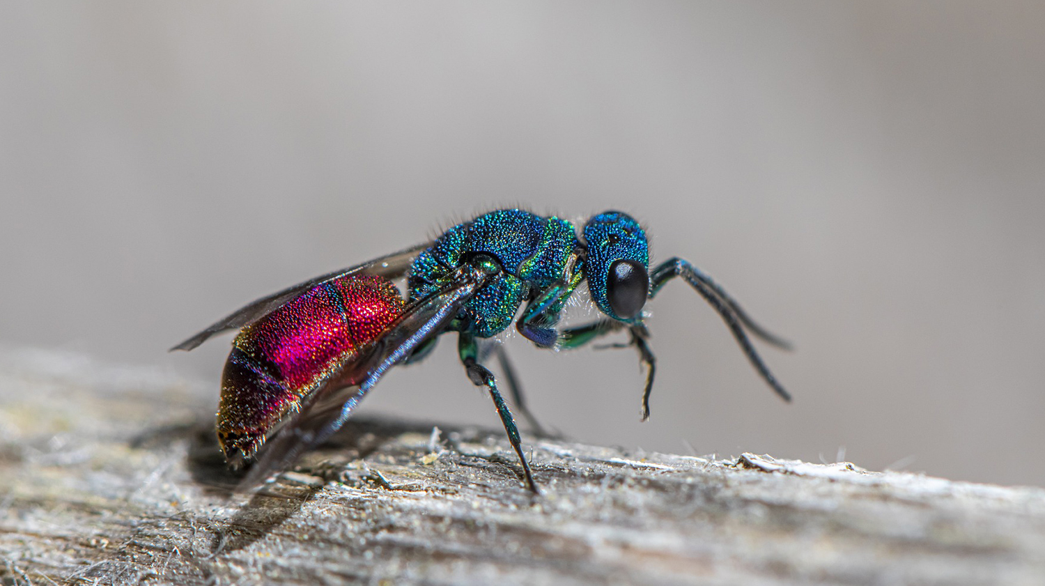 أعضاء هيئة تدريس قسم علوم الحيوان والحشرات